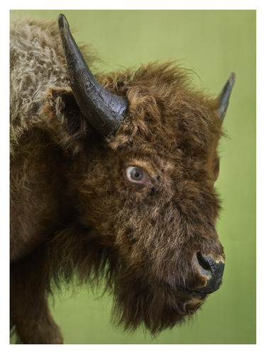 Angry Animals with my own eyes, Bison, 2008/2018
